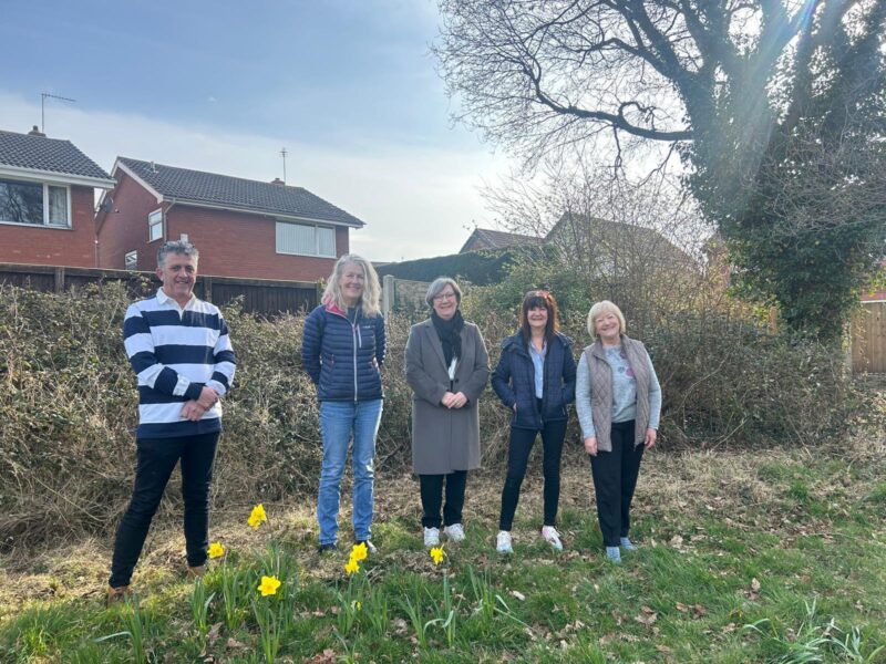 Daffodils